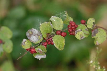 Indian Current Snowberry